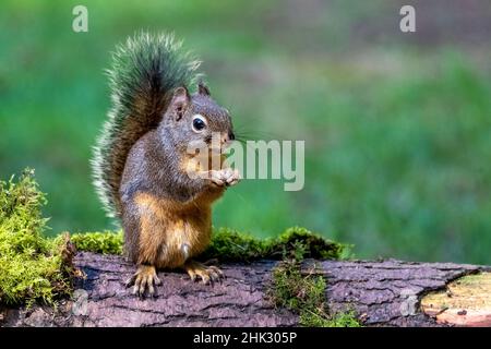 Issaquah, Staat Washington, USA. WESTERN Grey Squirrel steht auf einem Holzstamm und frisst eine Erdnuss Stockfoto