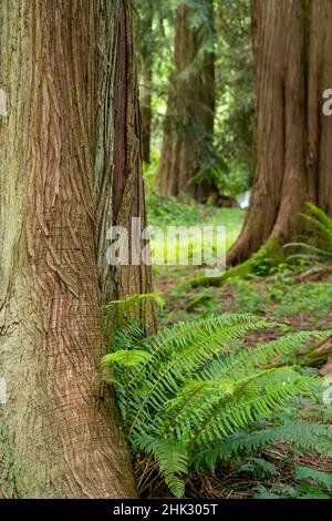 Issaquah, Staat Washington, USA. Westliche Rotzederstämme mit westlichen Schwertfarnen. Stockfoto