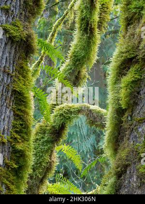 Washington State, Tiger Mountain, Moos bedeckte Tannenbäume Stockfoto