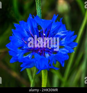 Farbenfrohe blaue Junggesellenbuntknöpfe, Kornblume, blüht. Sie ist in Europa beheimatet und nun auf der ganzen Welt beheimatet Stockfoto
