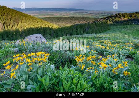 USA, Wyoming. Arrowleaf Balsamroot Wildblumen auf der Wiese, Sommer, Caribou-Targhee National Forest Stockfoto