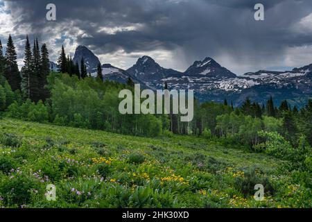 USA, Wyoming. Geranium und Laubblüten auf der Wiese, Westseite der Teton Mountains Stockfoto