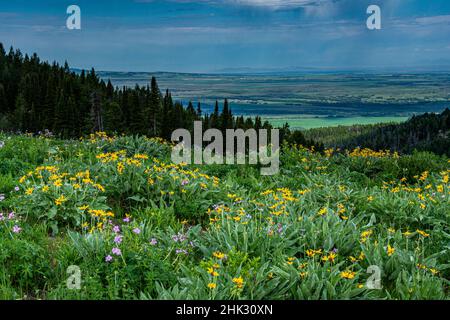 USA, Wyoming. Wildblumen und Blick auf Teton Valley, Idaho, Sommer, Caribou-Targhee National Forest Stockfoto