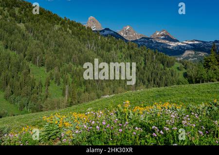 USA, Wyoming. Geranie- und Laubblüten auf der Wiese westlich der Teton Mountains, Sommer, Caribou-Targhee National Forest Stockfoto