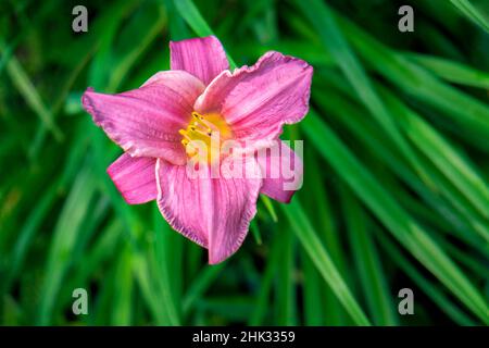 Rosa zerzauste Taglilie, USA Stockfoto