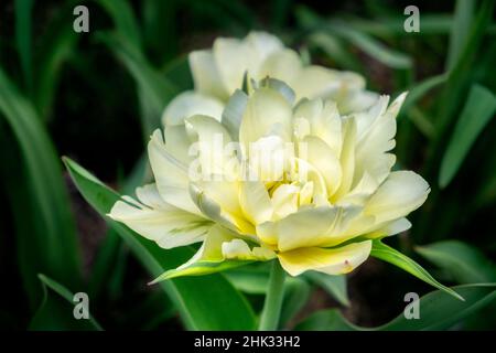 Weiße exotische Kaisertulip, USA Stockfoto