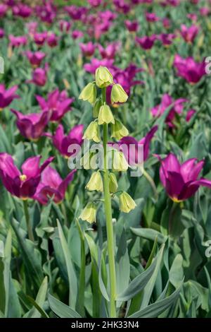 Fritillaria persica und Lilie-blühende Tulpe, USA Stockfoto