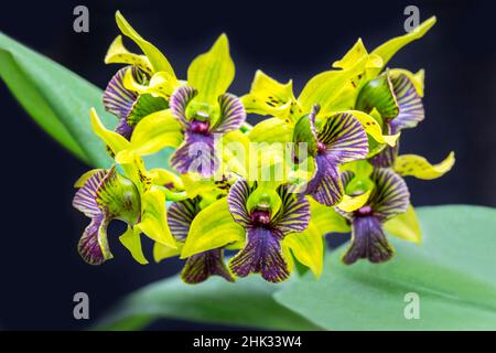 Grüner Blitz, Dendrobium Orchidee, USA Stockfoto