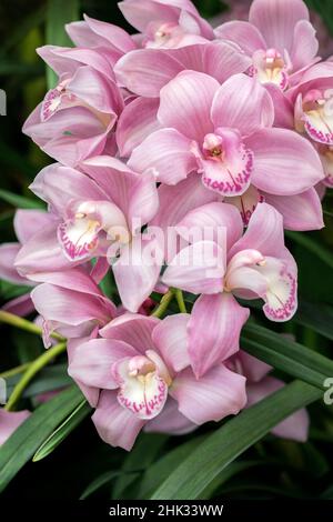 Rosa Orchidee, USA. Stockfoto