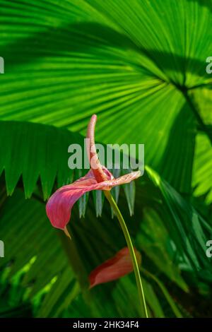Anthurium und Palmwedel Stockfoto