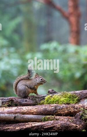 Douglas Eichhörnchen steht auf einem Baumstamm. Stockfoto