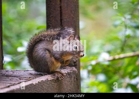 Douglas Eichhörnchen steht auf einem Holzdeck. Stockfoto