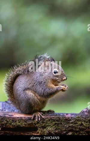 Douglas Eichhörnchen steht auf einem Holzstamm und frisst eine Erdnuss. Stockfoto