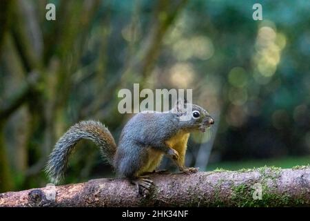 Douglas Squirrel singt auf einem moosbedeckten Baumstamm. Stockfoto
