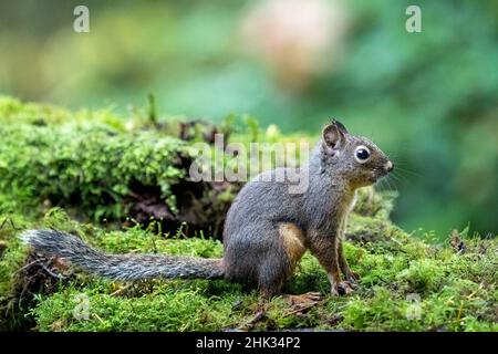 Douglas Eichhörnchen sitzt auf einem moosbedeckten Baumstamm. Stockfoto