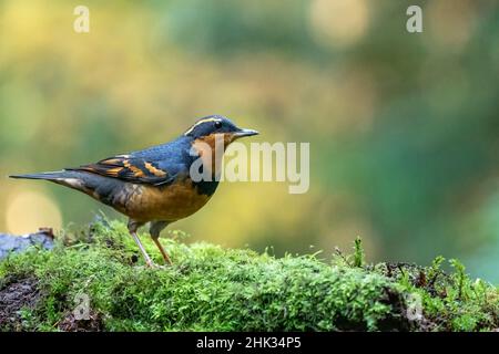 Männchen variierte Thrush thront auf einem moosbedeckten Baumstamm. Stockfoto