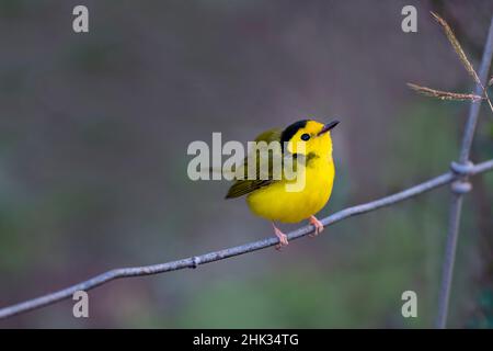 Kapuzenwaldsänger (Wilsonia citrina) thront Stockfoto