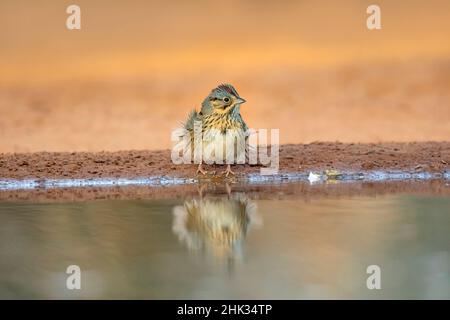 Lincoln's Sparrow (Melospiza lincolnii) trinkt Stockfoto