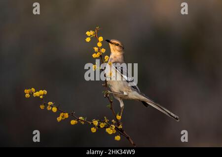 Nördliche Spottdrossel (Mimus Polyglottos) thront Stockfoto