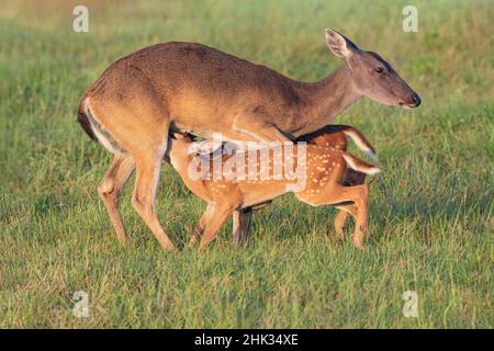 Weißschwanzhirse (Odocoileus virginianus) Weibchen mit Jungtiere Stockfoto