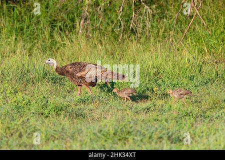 Wild Turkey (Meleagris gallopavo) Erwachsene und junge Menschen Stockfoto