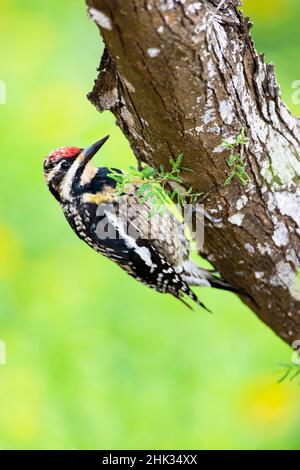 Gelbbauchsapsucker (Sphyrapicus varius), der sich am baumsaft ernährt Stockfoto