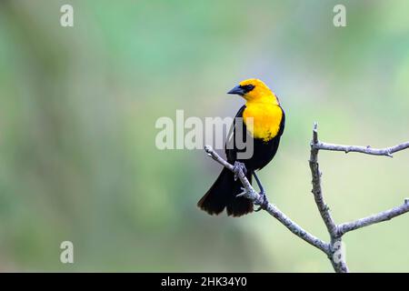 Gelbkopf-Amsel (Xanthocephalus xanthocephalus) thront Stockfoto