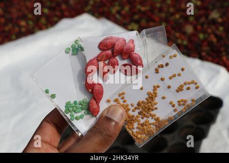 Päckchen Auberginen-Samen zusammen mit Paprika und Kürbiskernen in der Hand gehalten Stockfoto