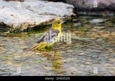 Orchard Oriole (Icterus spurius) weibliche Baden Marion County, Illinois. Stockfoto