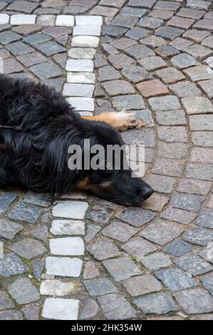 Schwarzer Hund, der auf einer gepflasterten Straße ruht Stockfoto