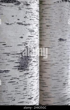 Nahaufnahme von Birkenrinde Stockfoto