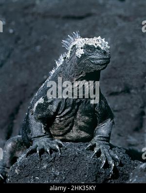 Ecuador, Galapagos-Inseln. Schwarz-Weiß-Nahaufnahme von marinem Leguan auf Lavagestein. Stockfoto