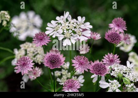 Größere Sterndolde Stockfoto