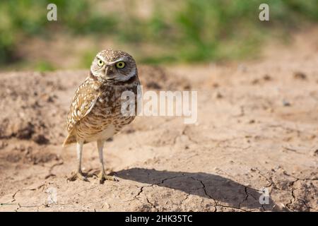 USA, Arizona. Eingrabende Eule aus nächster Nähe. Stockfoto