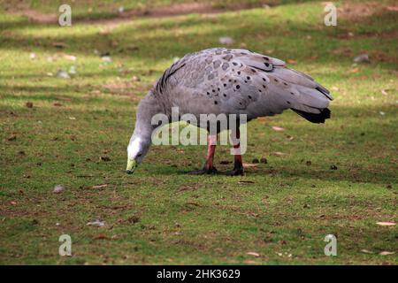 Kap-Barren-Gans beim Fressen auf einer Wiese, Tasmanien, Australien Stockfoto