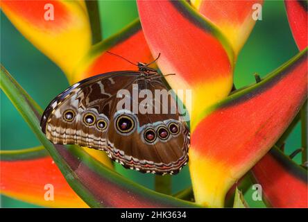 Blauer Morpho-Schmetterling, Morpho granadensis, sitzend auf tropischen Heliconia-Blüten Stockfoto