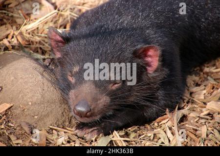 Tasmanischer Teufel in Nahaufnahme, Tasmanien, Australien Stockfoto