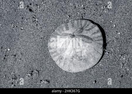 Sanddollar am Strand, USA Stockfoto