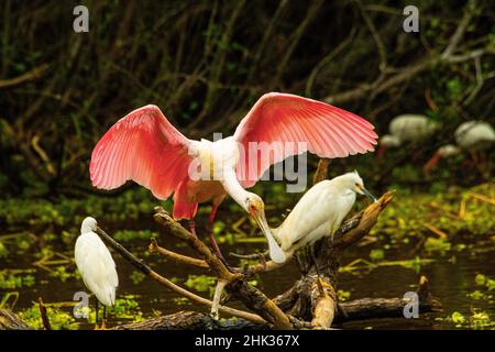 USA, Florida, sarasota, Myakka River State Park,, gehockt, Roseate Spoonbill Stockfoto