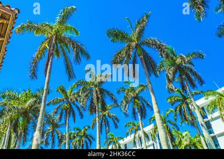Hohe Palmen Apartmentgebäude in der Innenstadt von Palm Beach, Florida Stockfoto