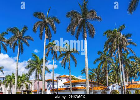 Hohe Palmen Apartmentgebäude Orange Roofs Downtown Palm Beach, Florida Stockfoto