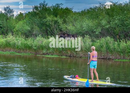 USA, Idaho. Bullmoose und Weibchen auf dem Stand-up-Paddleboard haben enge Begegnungen. Tierbeobachtung im Teton Valley und River Stockfoto