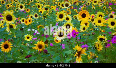 Der Meridian von USA, New Hampshire, wurde entlang der Interstate 95 mit Sonnenblumen und Kosmosblumen bepflanzt. Stockfoto