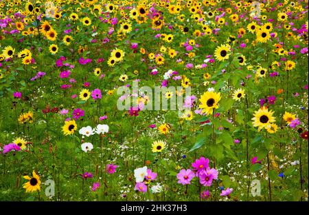 Der Meridian von USA, New Hampshire, wurde entlang der Interstate 95 mit Sonnenblumen und Kosmosblumen bepflanzt. Stockfoto