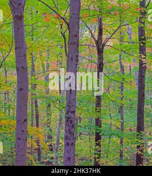 USA, New Hampshire in der Nähe von Gorham ein Laubwald aus Ahorn- und American Beech-Bäumen im Übergang zu Herbstfarben Stockfoto