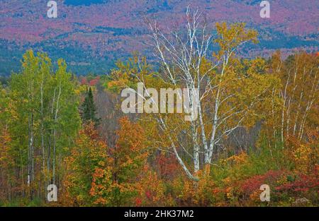 USA, New Hampshire, Fall colors with White Birch and Maple trees Stockfoto
