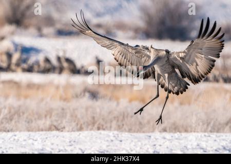 USA, New Mexico, Bernardo Wildlife Management Area. Sandhill Kranlandung. Stockfoto