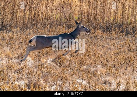 USA, New Mexico, Bernardo Wildlife Management Area. Maultier-Hirsche springen. Stockfoto