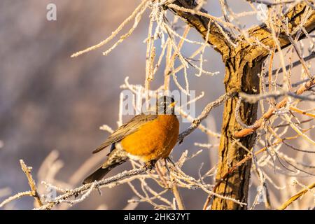 USA, New Mexico, Bernardo Wildlife Management Area. Amerikanischer Rotkehlchen im frostigen Baum. Stockfoto