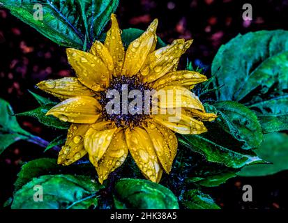 USA, Oregon, Charleston, Shore Acres State Park Stockfoto